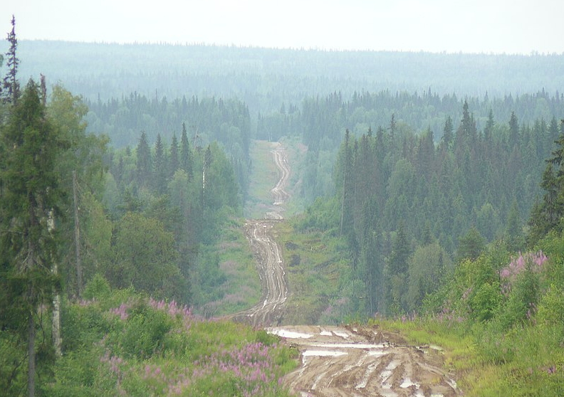 Лесная дорога в Архангельской области