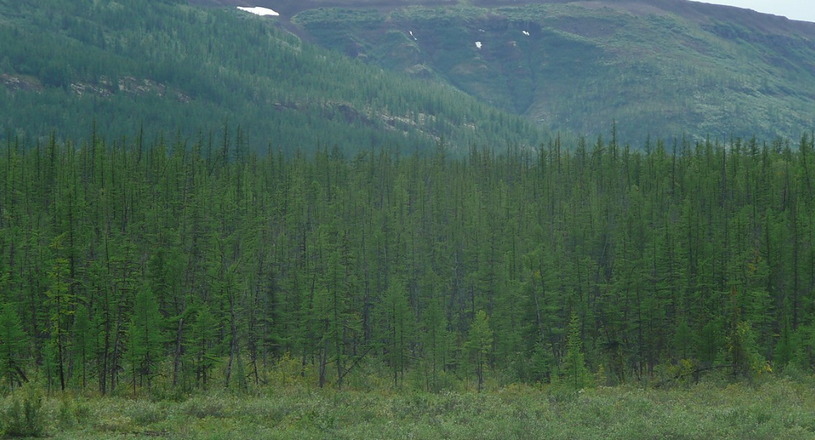 Хвойный лес на Среднесибирском плоскогорье