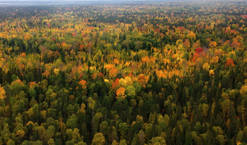 Осень в Уральском федеральном округе, лес