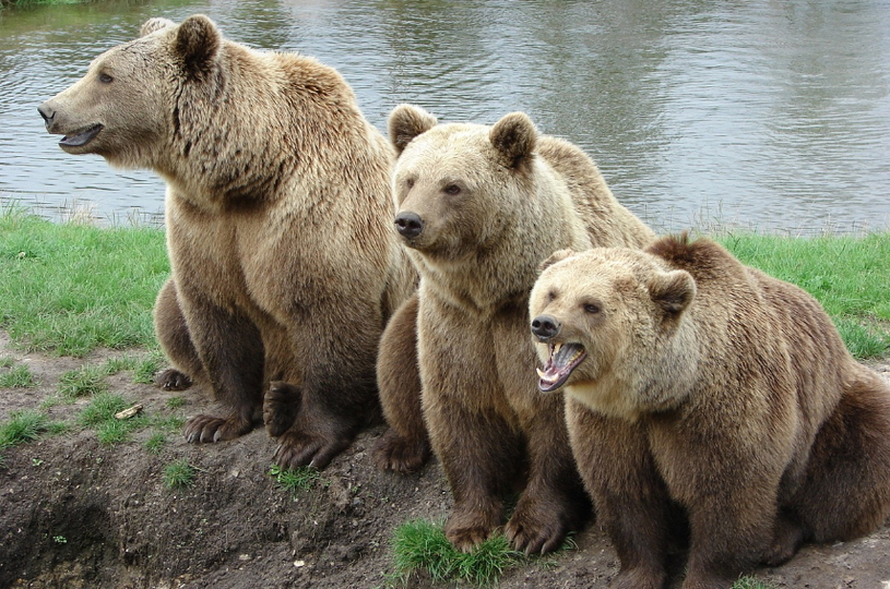 Медведи сидят у реки в Вологодской области