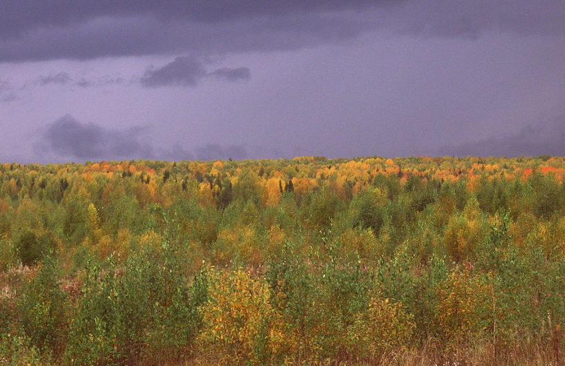 Пасмурная осень в Вологодской области, лес и желтые листья
