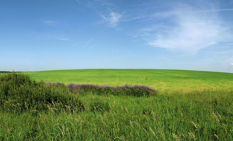Холм в Вологодской области, лето, трава