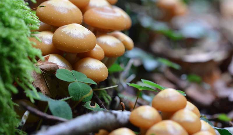 Опята летние в Ленинградской области, грибы съедобные