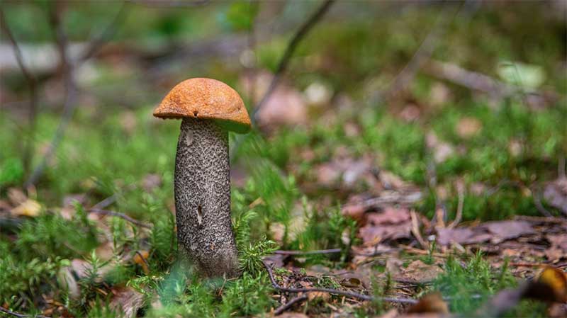 Подосиновик в лесу Ленинградской области, съедобный гриб