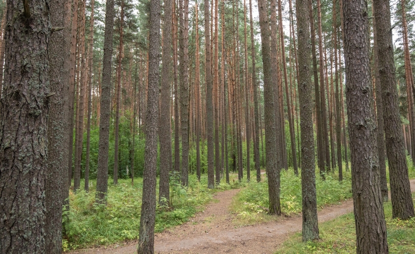 Сосновый лес, бор, побережье Финского залива