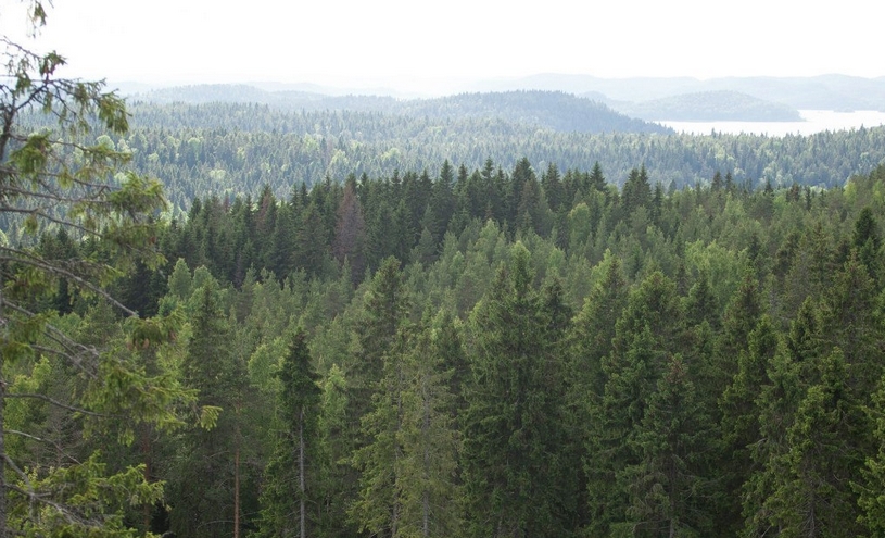 Хвойный лес в России, еловый лес