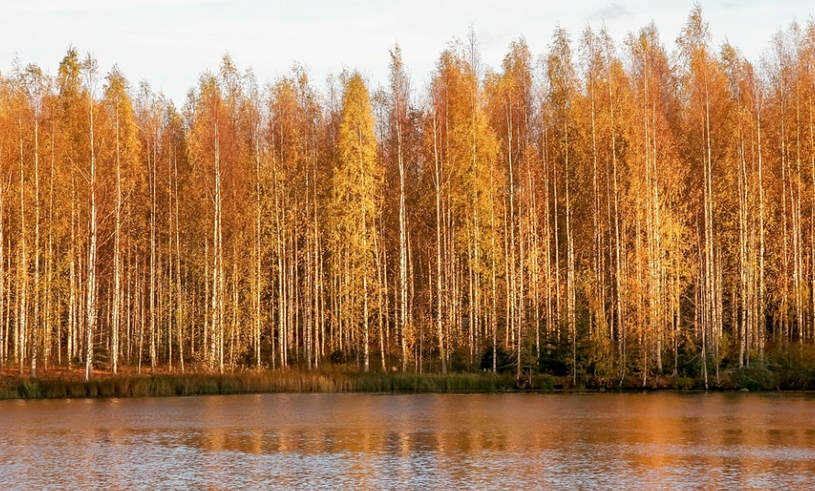 Березовый лес, осень, лиственный лес, озеро
