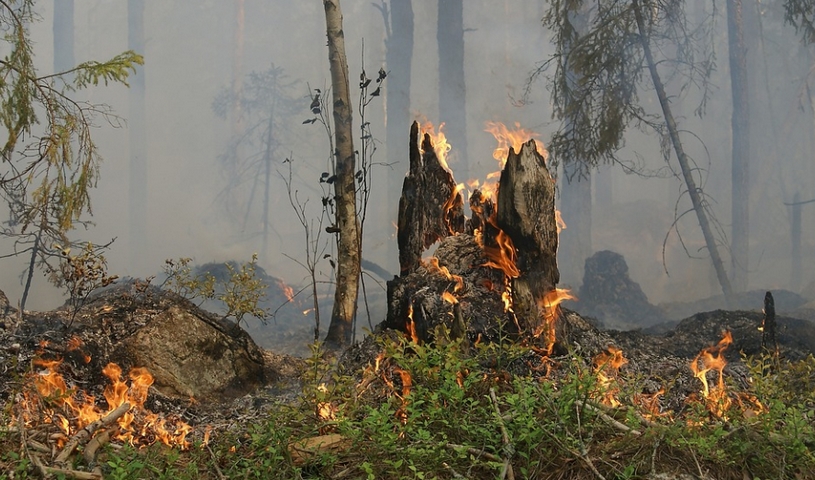 Лесной пожар, горит пень и дерево