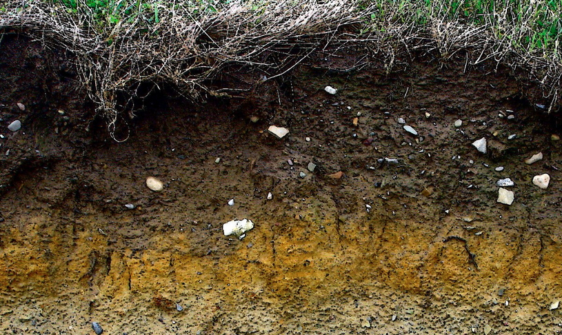 Типичная почва в Карелии, срез