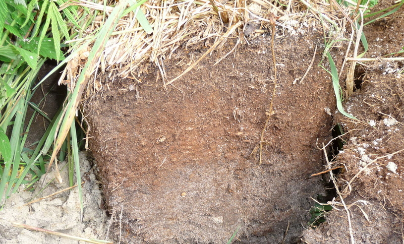 Торфяная почва в Карелии