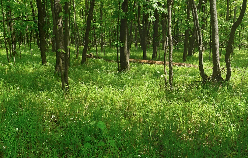 Лесная поляна в широколиственном лесу, Россия, трава