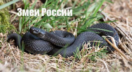 Змеи России