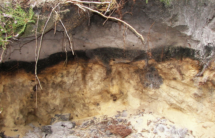 Подзолистая почва в Архангельской области, структура