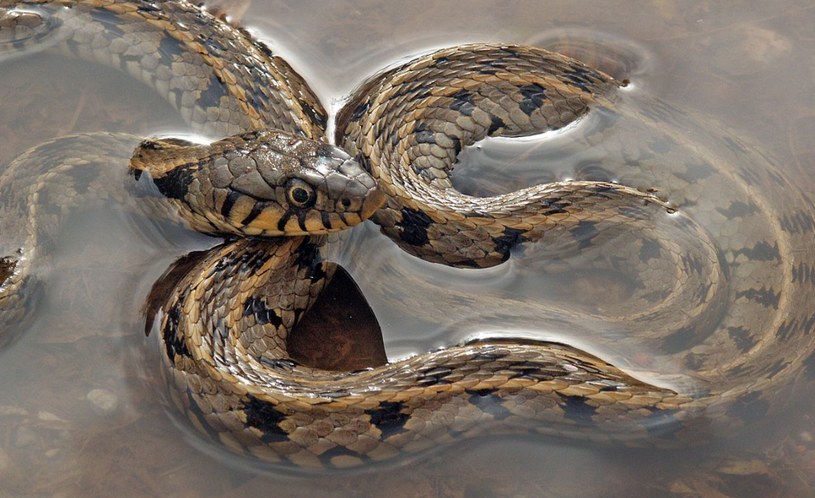 Уж в озере, Калининградская область, змеи