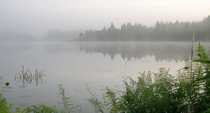 Себежский район Псковской области, озеро, утро, лес и туман