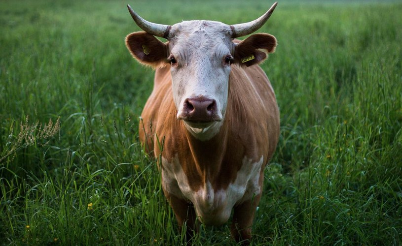 Корова в Калининградской области, сельское хозяйство